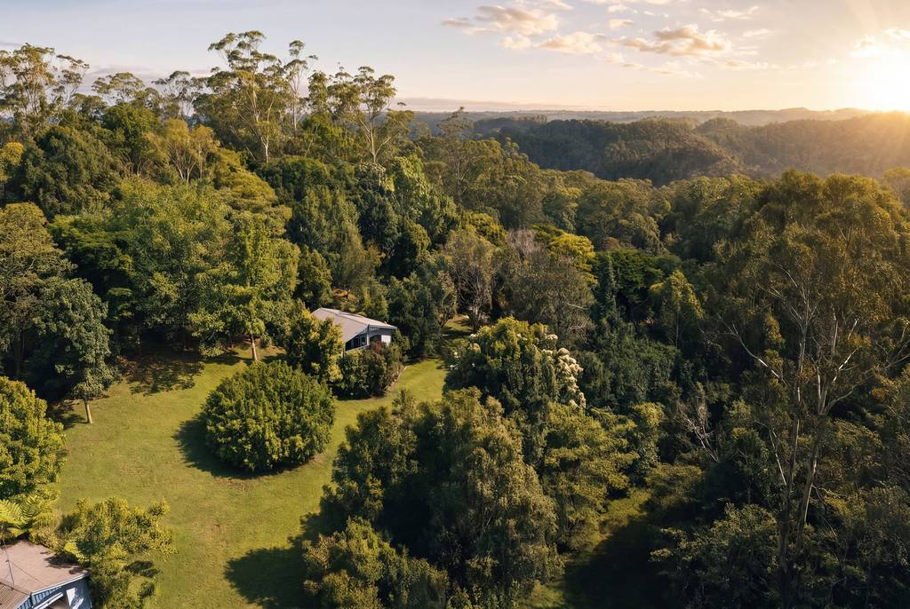 Rainforest cabin at first light